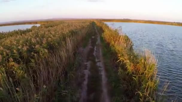 Flying over a way through the reeds — Stock Video