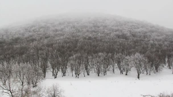 Timelapse bosque de invierno — Vídeos de Stock