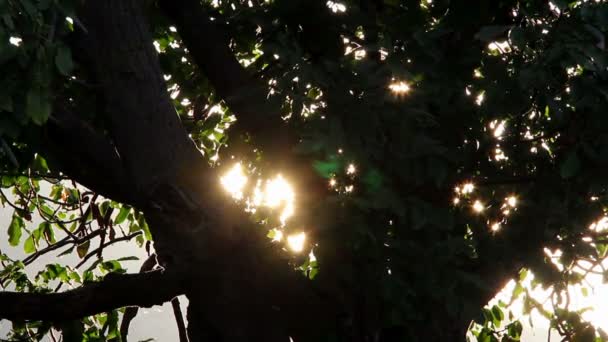 Glittering tree — Stock Video