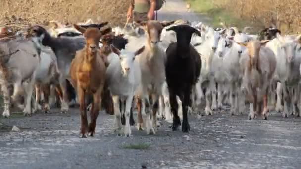 Heard of goats — Stock Video