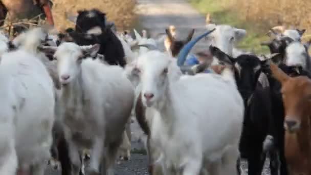 Słyszałem o kozy — Wideo stockowe