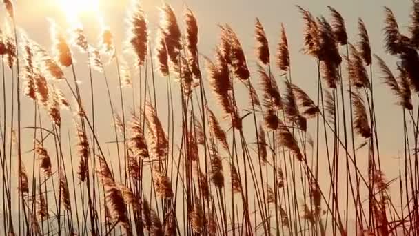 Roseaux au coucher du soleil — Video