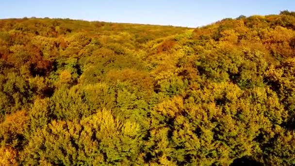 Wild balkan forest in autumn colors — Stock Video