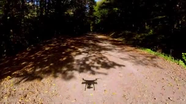 森の中の小道を飛行 — ストック動画