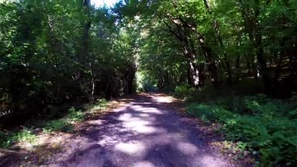 Über einen Pfad durch den Wald fliegen — Stockvideo