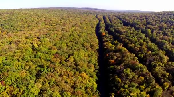 Дикий балканский лес в осенних цветах — стоковое видео