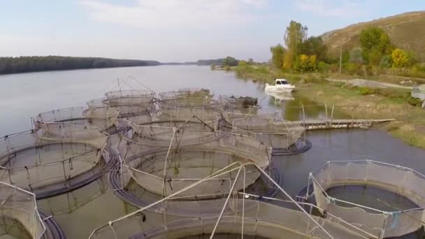 Sturgeon farm légi — Stock videók