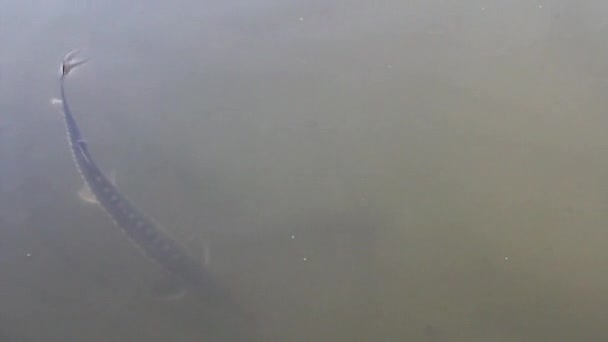 철갑 상어 농장 — 비디오