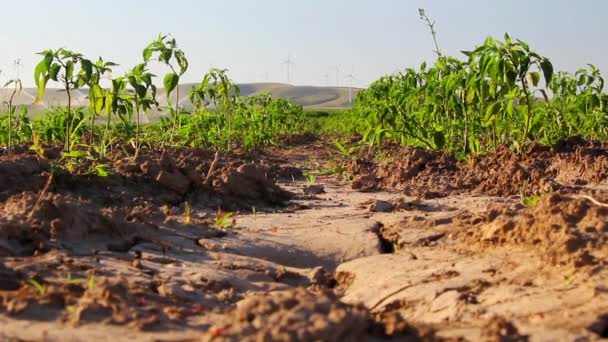 Gemüse auf dem Feld — Stockvideo