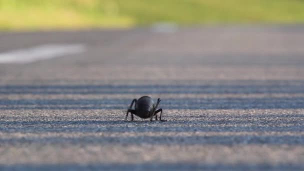 Bush cricket on a road — Stock Video