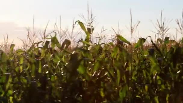 Campo de maíz en movimiento — Vídeo de stock