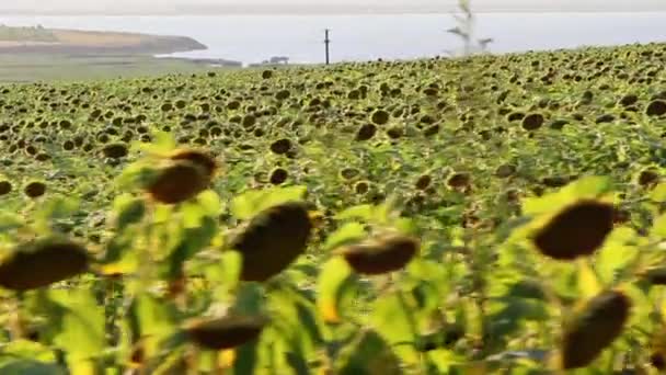 Slunečnicová pole v pohybu — Stock video