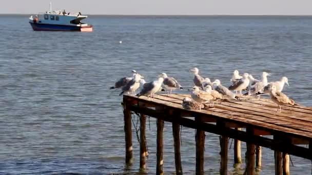 Porto de pesca no delta do Danúbio — Vídeo de Stock