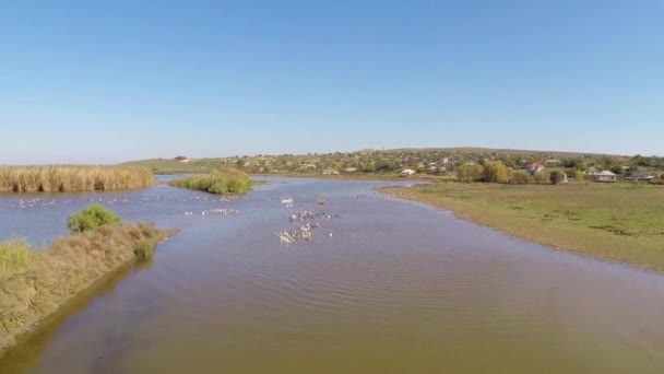 Delta del Danubio salvaje aéreo — Vídeo de stock