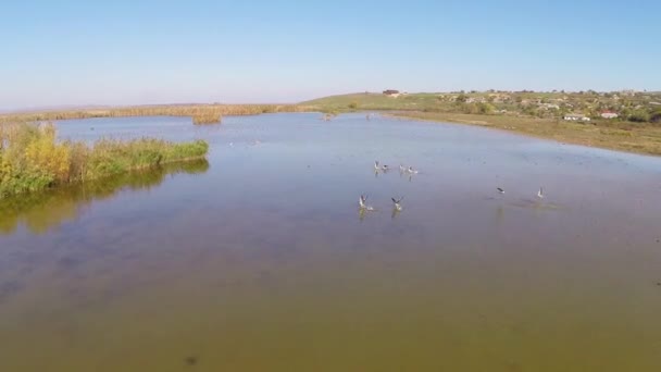 Geese flock in flight — Stock Video