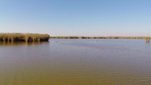 Geese flock in flight — Stock Video