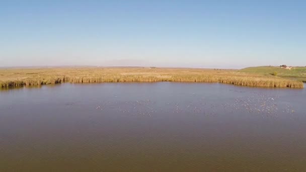 Wild Danube Delta aerial — Stock Video