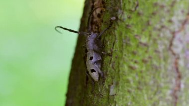 Uzun - boynuzlu böcek closeup (Morimus funereus)