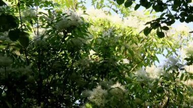 Çiçek açması Elderflower çalılar