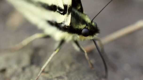 Scarce Swallowtail Butterfly — Stock Video