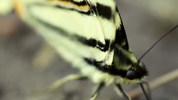 Εν ανεπαρκεία swallowtail πεταλούδα — Αρχείο Βίντεο