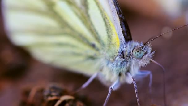 Farfalla bianca venata verde — Video Stock