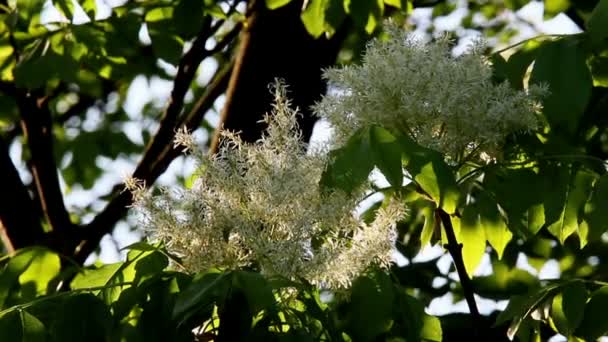 Arbustes de sureau en fleurs — Video