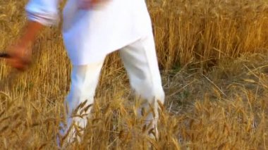 Bir tırpan ile buğday hasat çiftçi