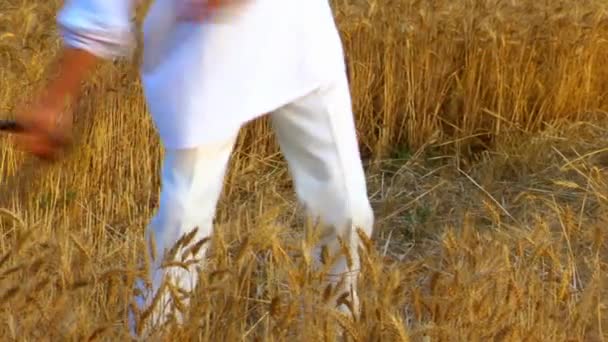 Farmer reaping wheat with a scythe — Stock Video