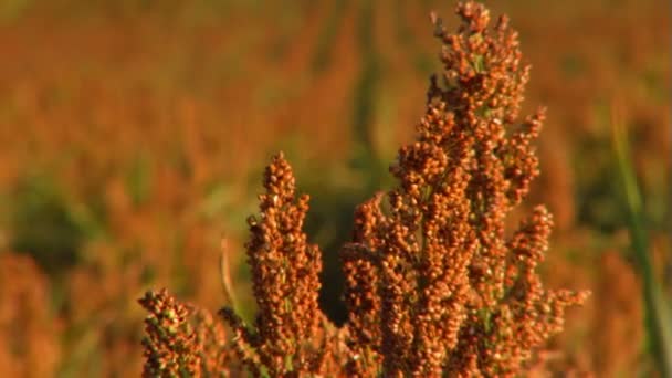 Campos de sorgo — Vídeo de Stock