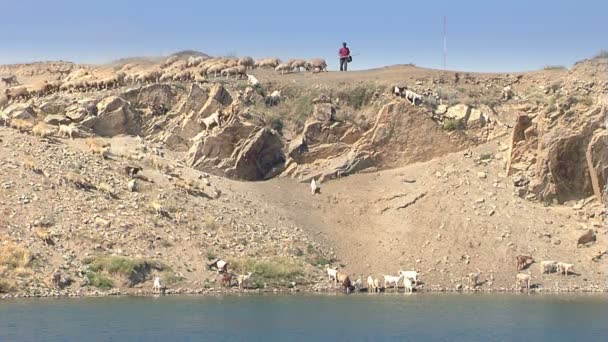 Вівці та кози п'ють воду — стокове відео