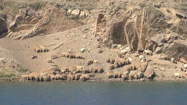 Овцы и козы пьют воду — стоковое видео