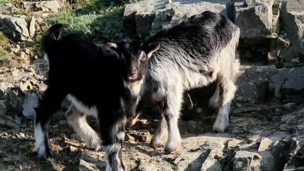 Cabras jóvenes — Vídeos de Stock