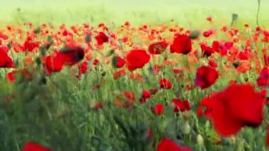 Kırmızı Gelincik Çiçek Tarlası