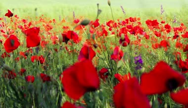 Kırmızı Gelincik Çiçek Tarlası