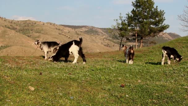 Cabras jóvenes pastando — Vídeo de stock