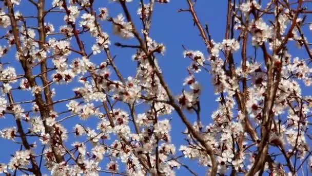 Apricot Orchard — Stock Video