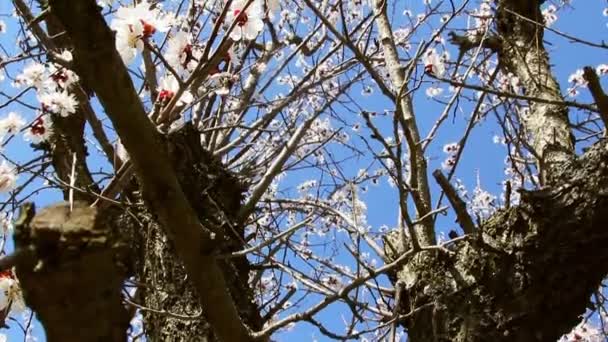 Apricot Orchard — Stock Video