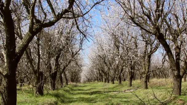 Huerto de albaricoque — Vídeos de Stock