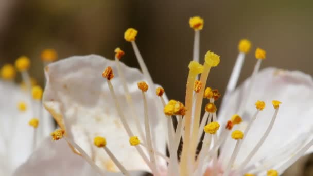 Flores de albaricoque — Vídeo de stock