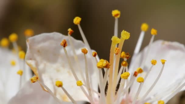 Flores de damasco — Vídeo de Stock