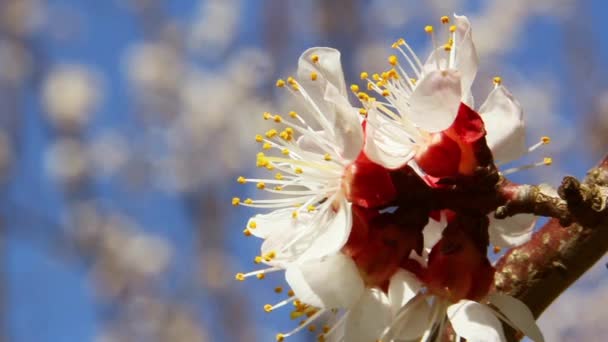 Flores de albaricoque — Vídeo de stock
