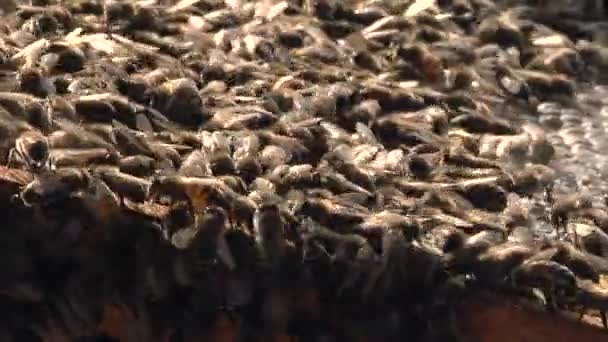 Μέλισσες — Αρχείο Βίντεο