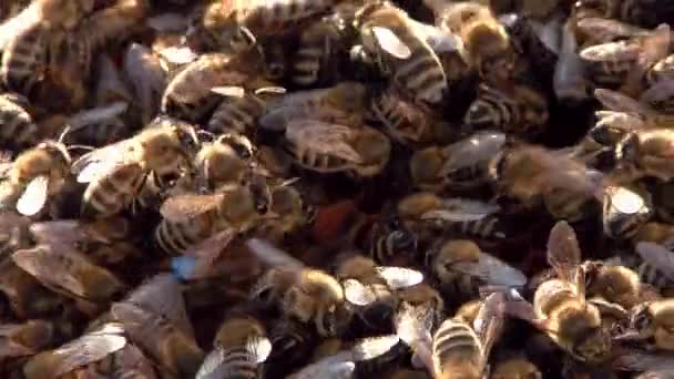Queen bee — Stock Video