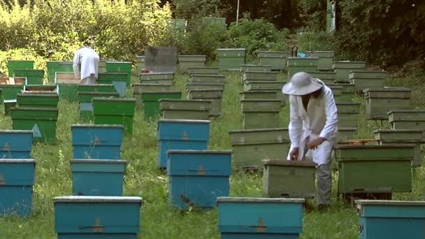 Beekeepers at work — Stock Video