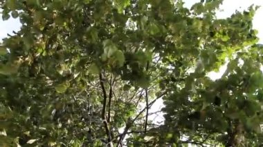 Çiçek açması ıhlamur ağacı