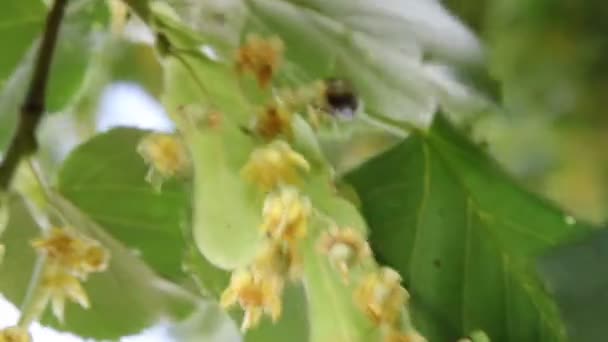 Blommande linden tree — Stockvideo