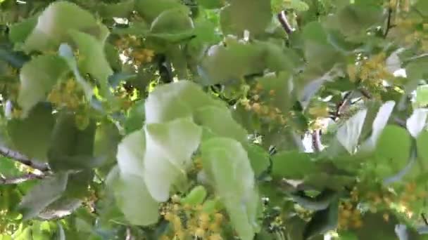 Blossoming linden tree — Stock Video