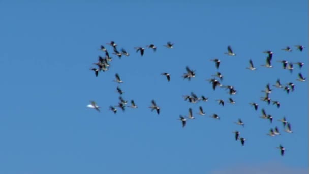 Летние гуси — стоковое видео