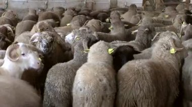 Koyun yetiştiriciliği